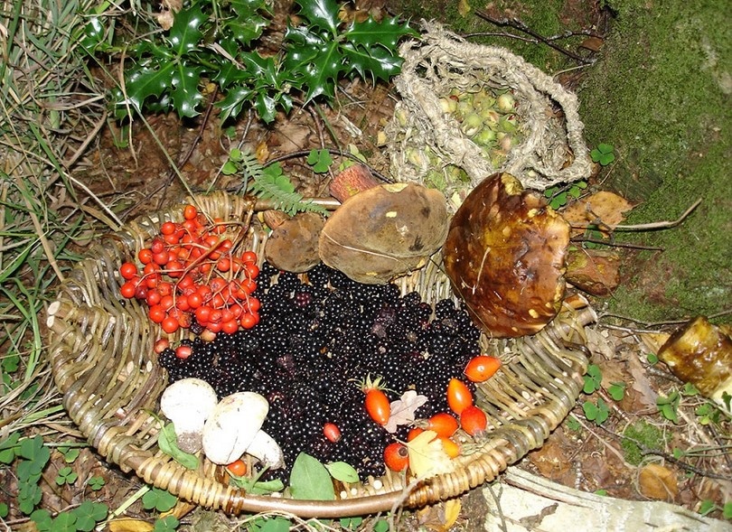 Wilderness Survival Tips and Tricks on How to Stay Safe And Alive