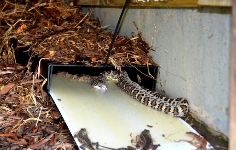 How to Make a Snake Trap: Learning How to Catch a Snake