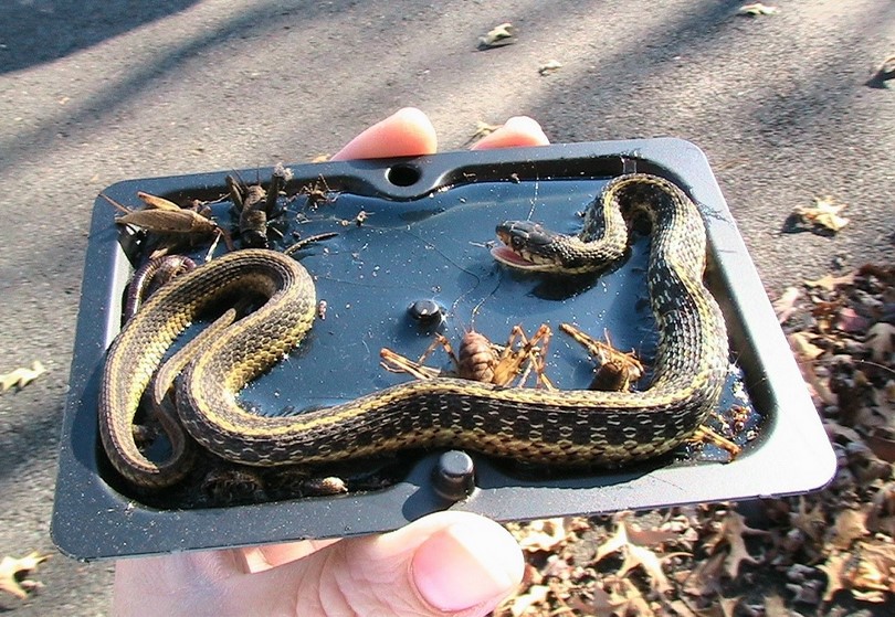 How to Make a Snake Trap Learning How to Catch a Snake