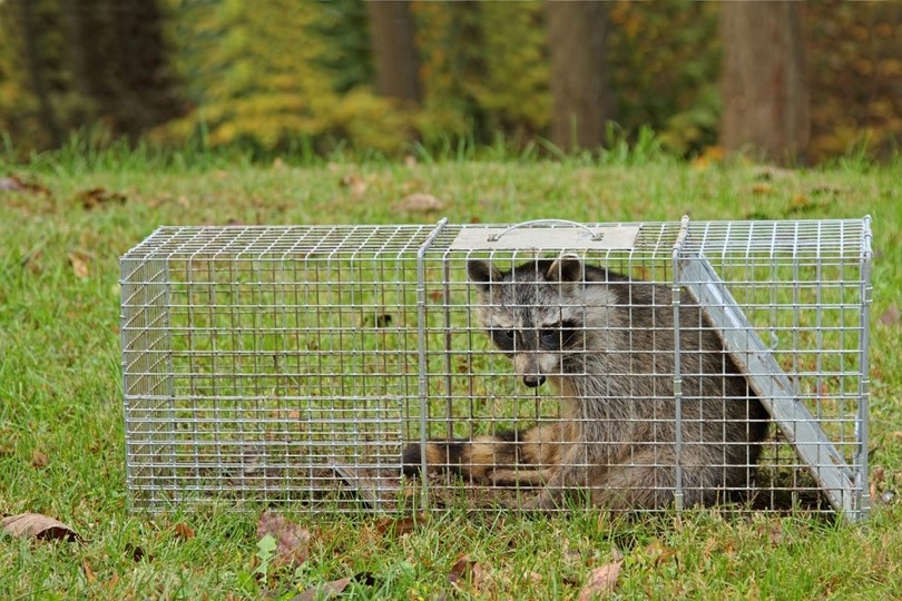 How to Make Booby Traps: Homemade Options + Traps for Animals