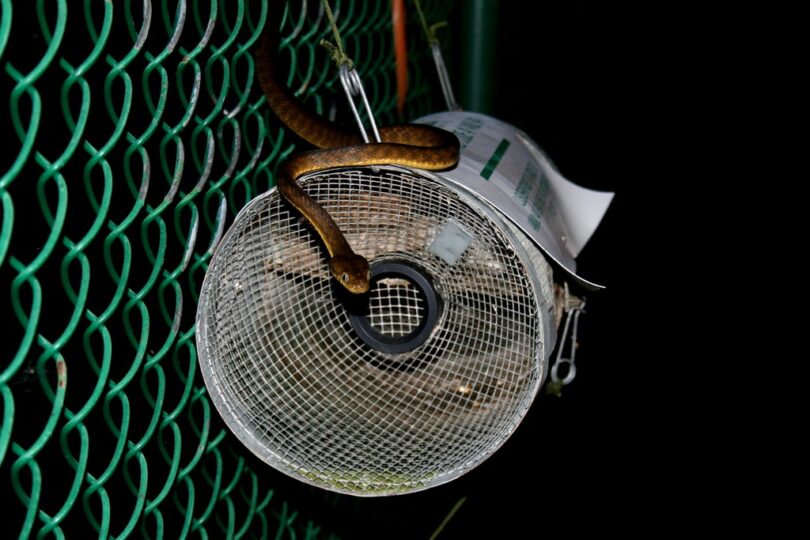 How To Get Snake Past PTrap at Harold Roberts blog