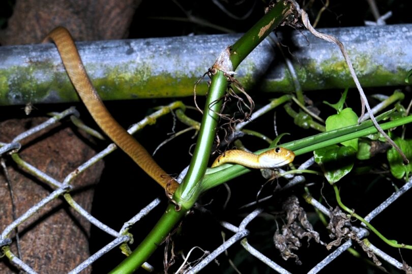 How to Make a Snake Trap Learning How to Catch a Snake
