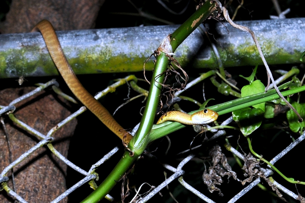How to Make a Snake Trap Learning How to Catch a Snake