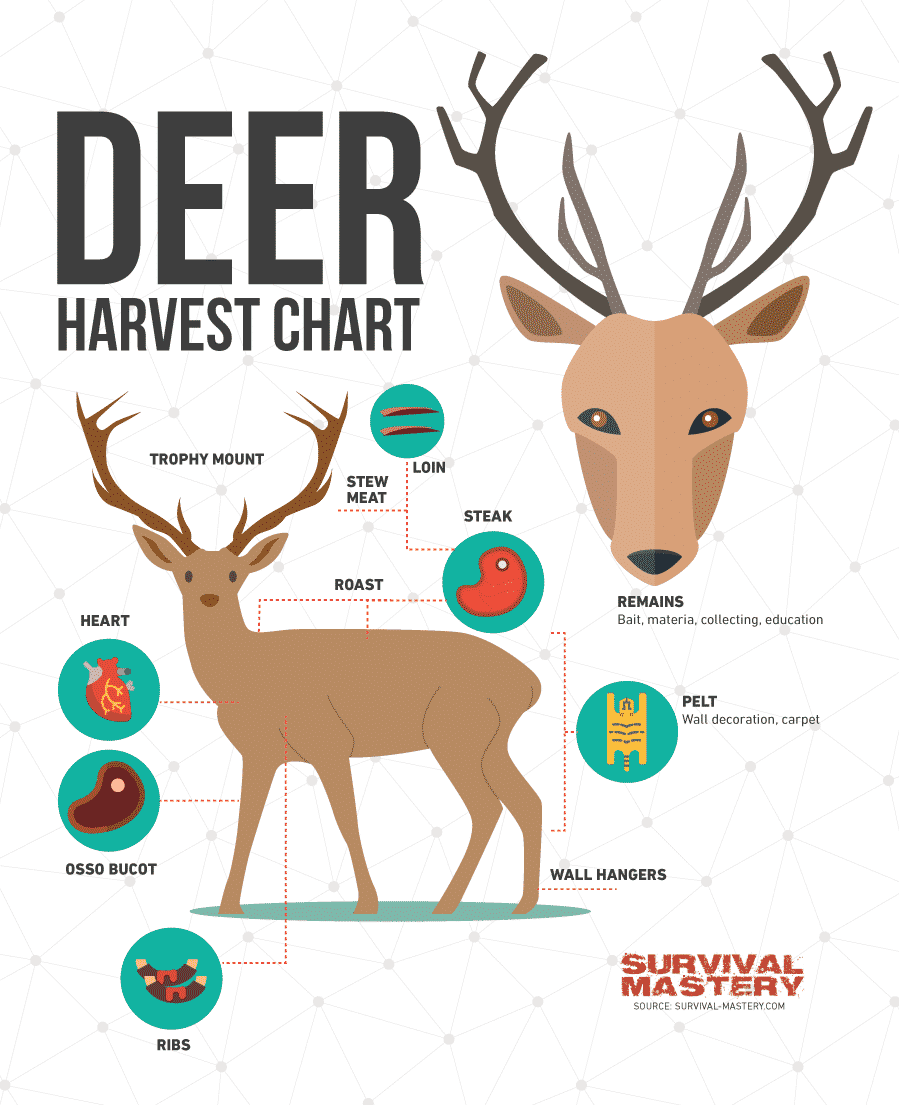 Deer Hunting Chart