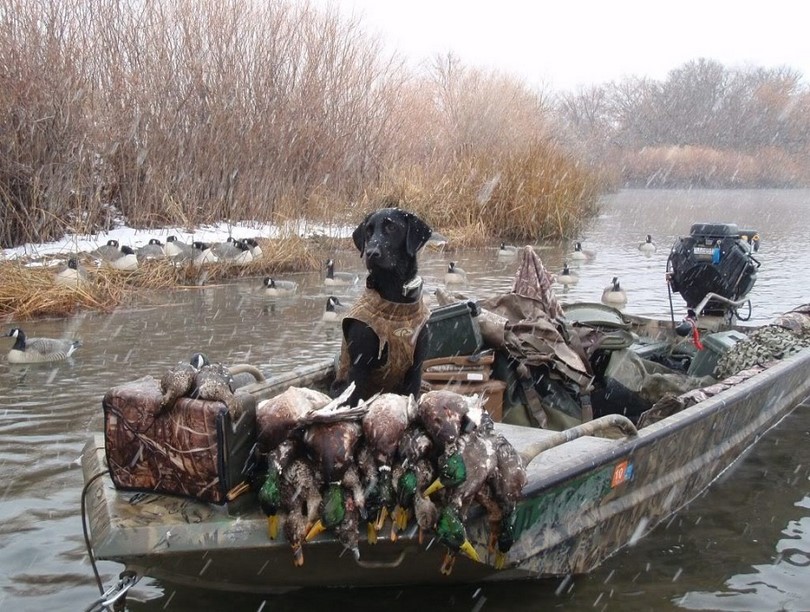 Duck Hunting: Strategies, Requirements and Advices from Experienced 