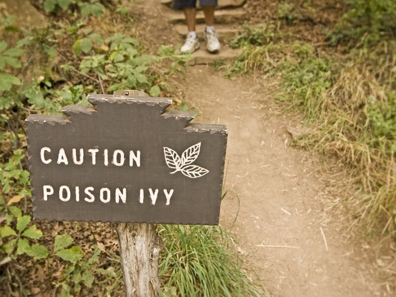 How to Get Rid of Poison Ivy The Basic Guide Everyone Needs to Know