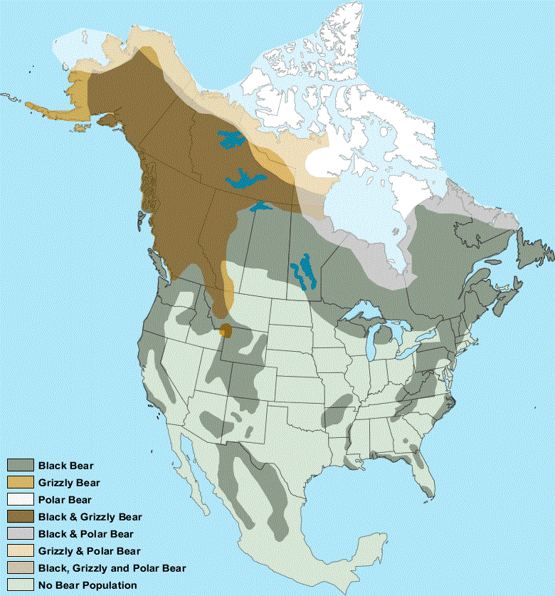 Where Are There Grizzly Bears In The Us