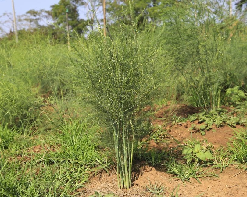 Asparagus plants growing in a field. Wild Plants You Can Eat: A List of Edible Wild Plants