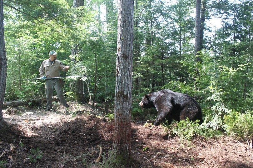 Bear Hunting Tips Stay Safe on The Hunt (Expert Advices)