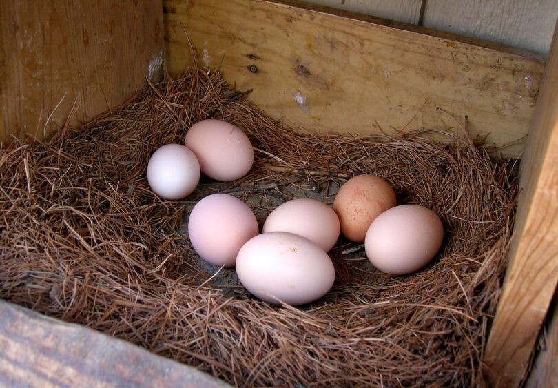 How to Raise Chickens Advice for Every Beginner