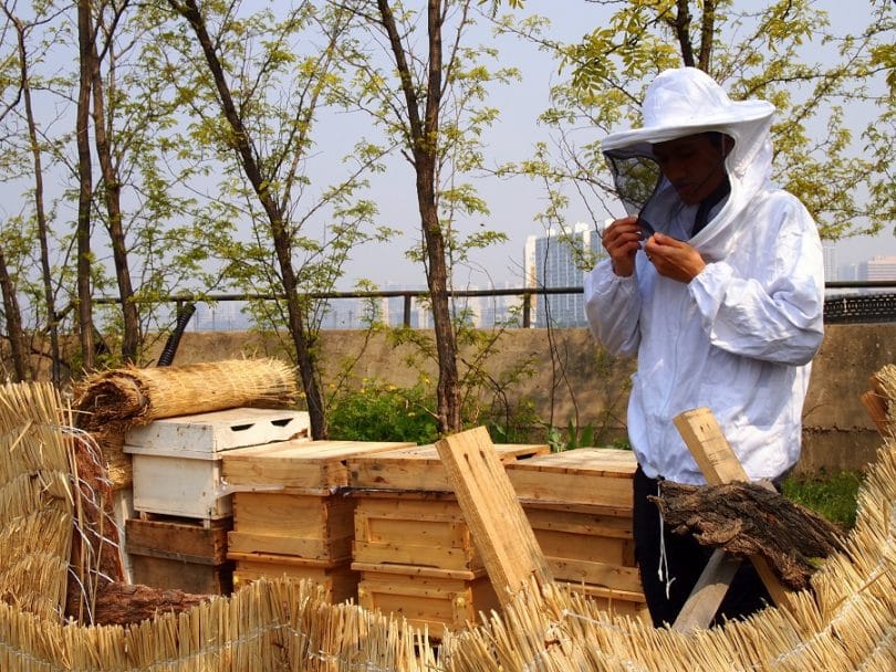 Beekeeping for Beginners What’s All the Buzz About?
