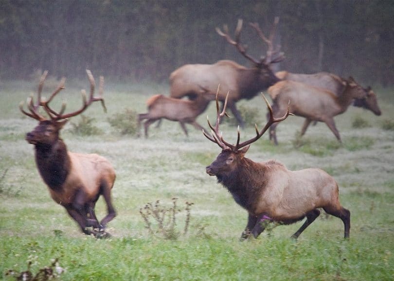 Elk Hunting Facts, Tips, And Hunting Essentials & Gear
