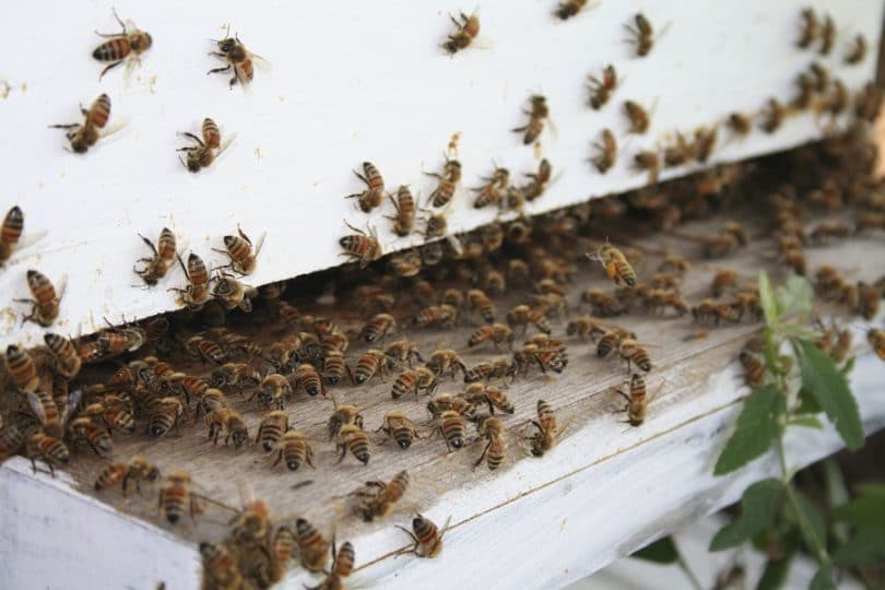 How To Raise Honey Bees Important Steps To A Professional