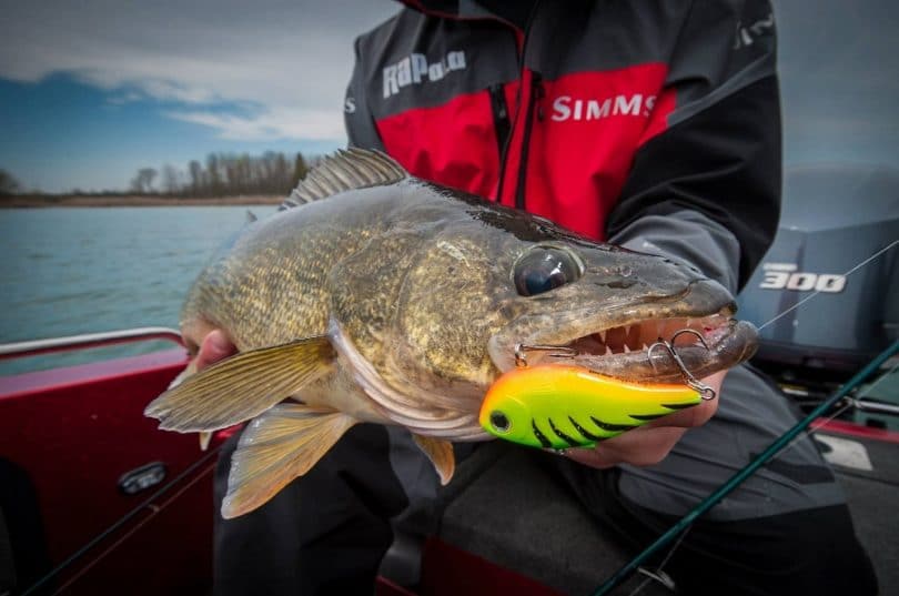 How to Fish for Walleye Fishing Tips & Tricks