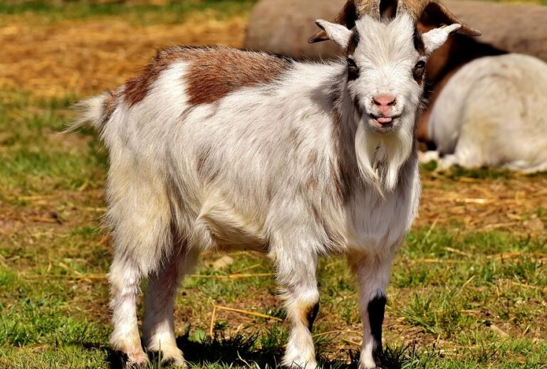 How to Raise Goats Quality Results from Correct Farming Techniques