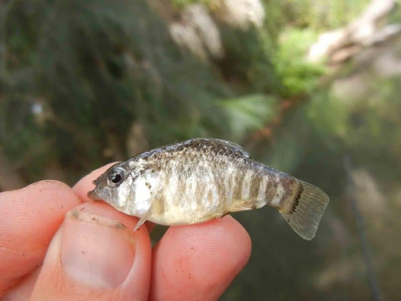How to Fish for Walleye Fishing Tips & Tricks