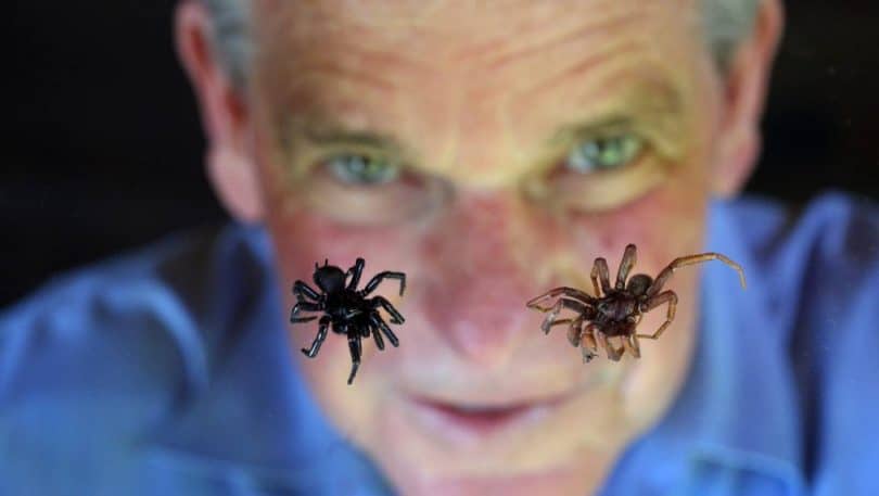 Most Poisonous Spider Highly Venomous Arachnids