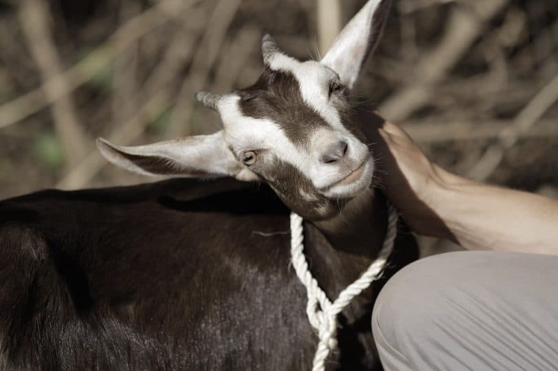 How to Raise Goats Quality Results from Correct Farming Techniques