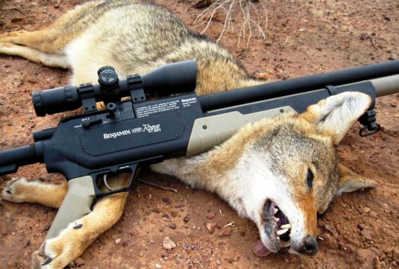 Coyote Hunting: Tips & Tricks That Will Give You The Advantage