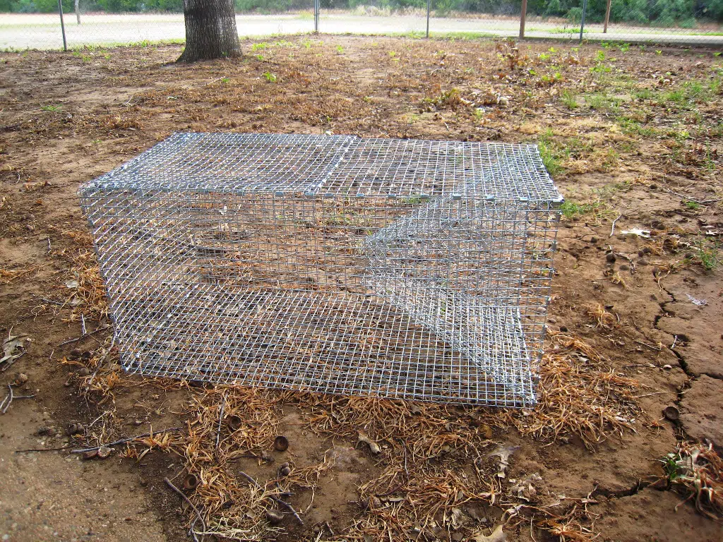 Edible Snakes Guide to Your New Meal