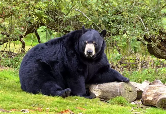 Bear In The Forest