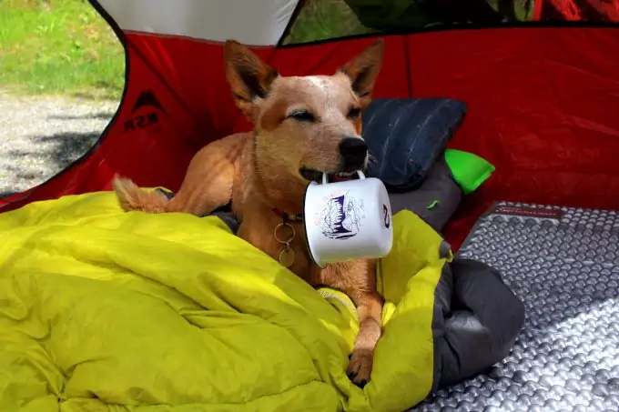 Dog In Tent