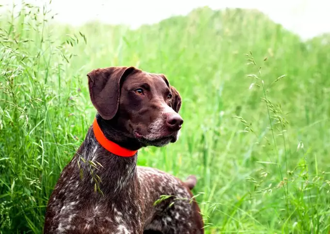 Pet on Hiking