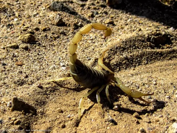 Scorpion In Desert