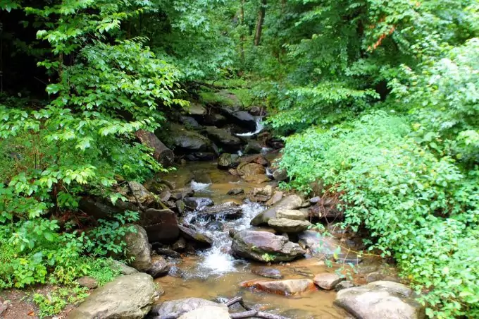 Water In The Forest