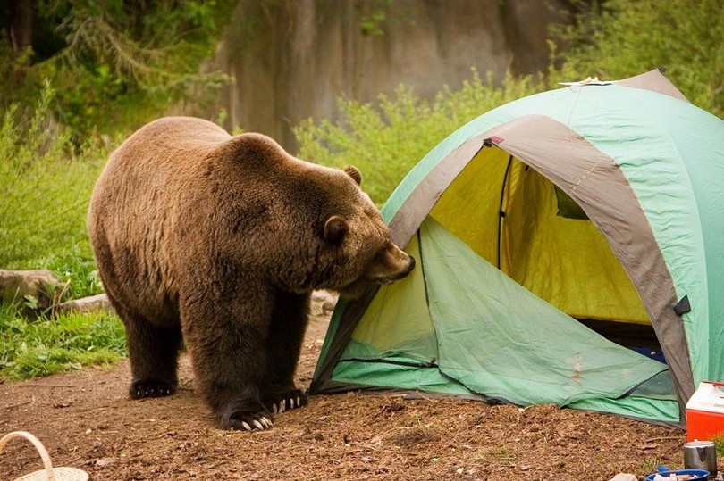 Bear at the shelter