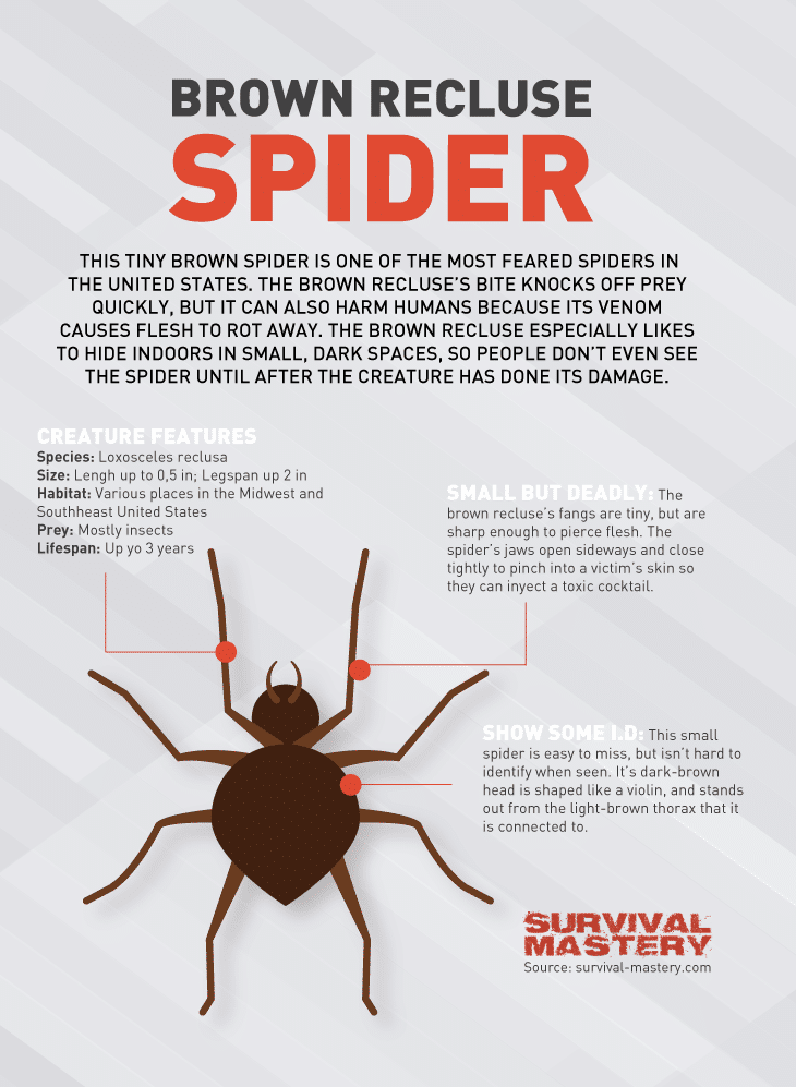 Brown Recluse spider infographic