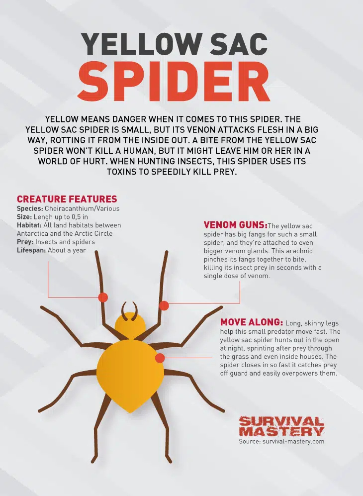 Yellow Sac spider infographic