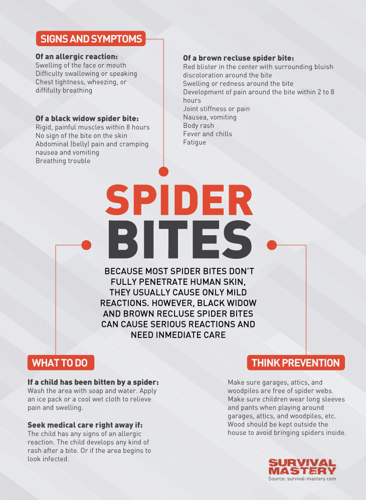 Spider bites infographic