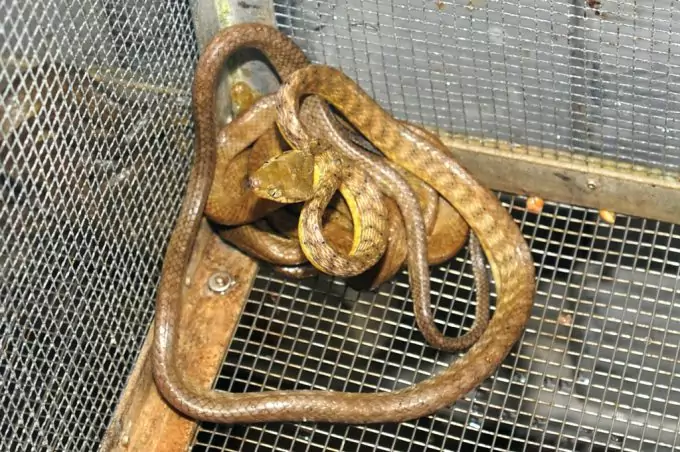 Serpente in una trappola