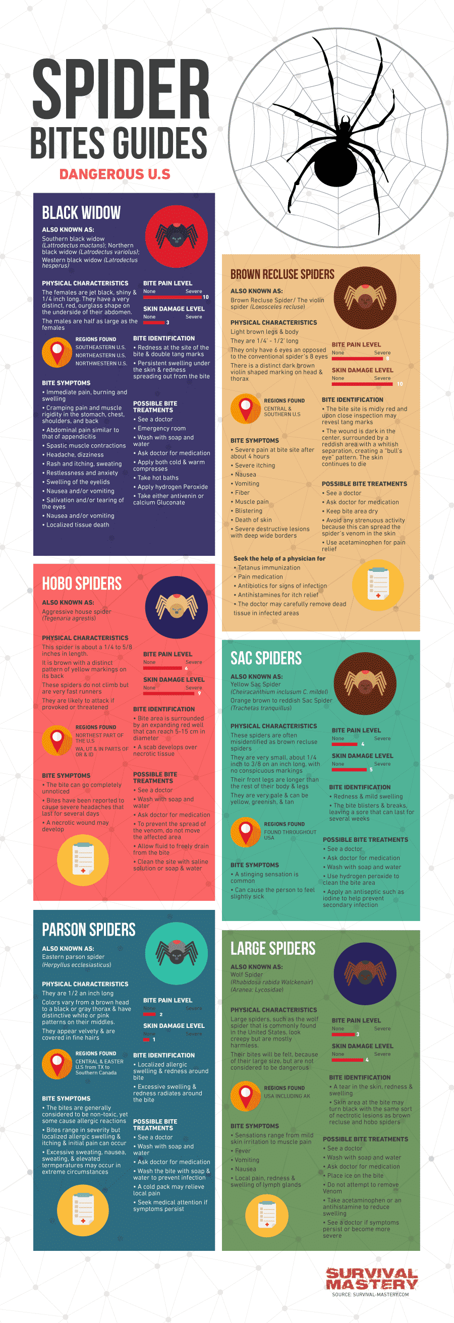 Spider Bites Guide infographic