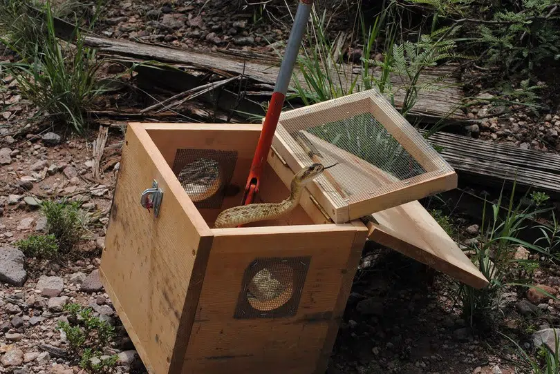 The wooden box snake trap