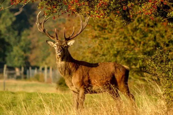 Deer In Wilderness