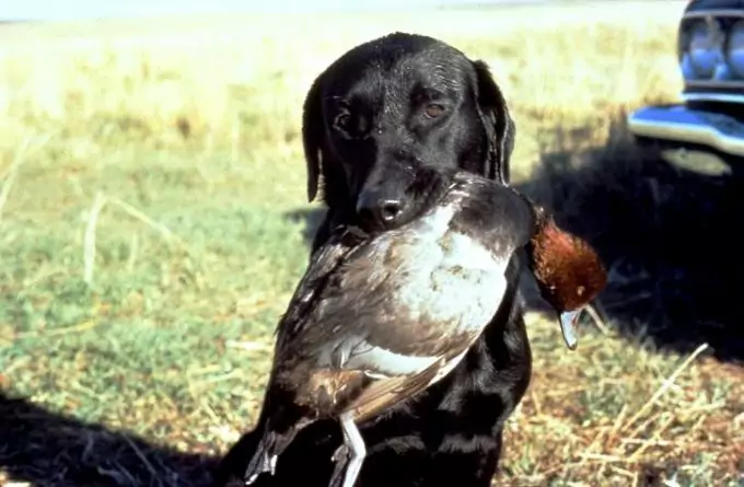 Dog With Duck