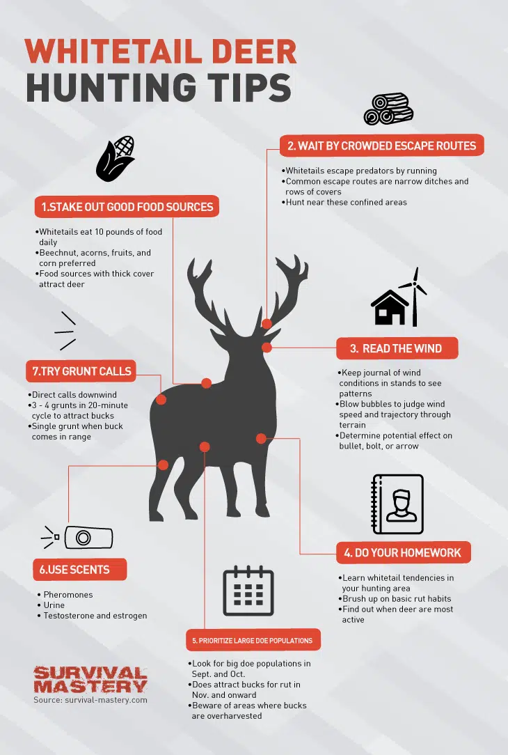 Whitetail deer infographic