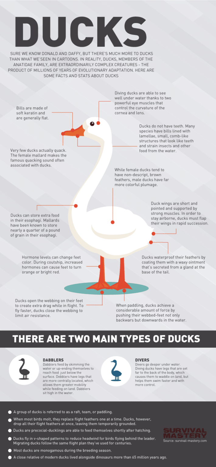 duck-hunting-strategies-and-advices-from-experienced-hunters