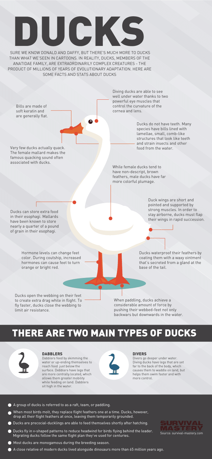 Ducks infographic