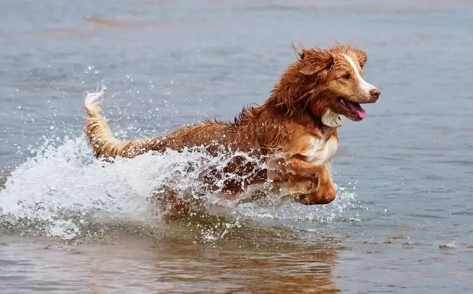 Training Dog