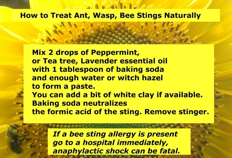 Bee stings natural treatment