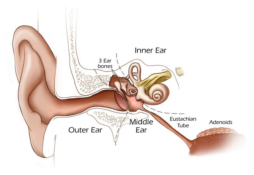 Ear Diagram