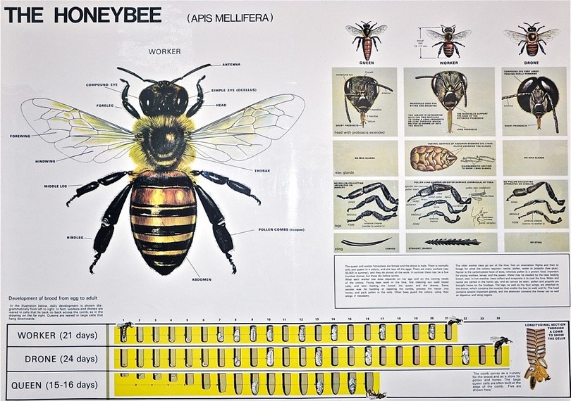 Honey bee chart