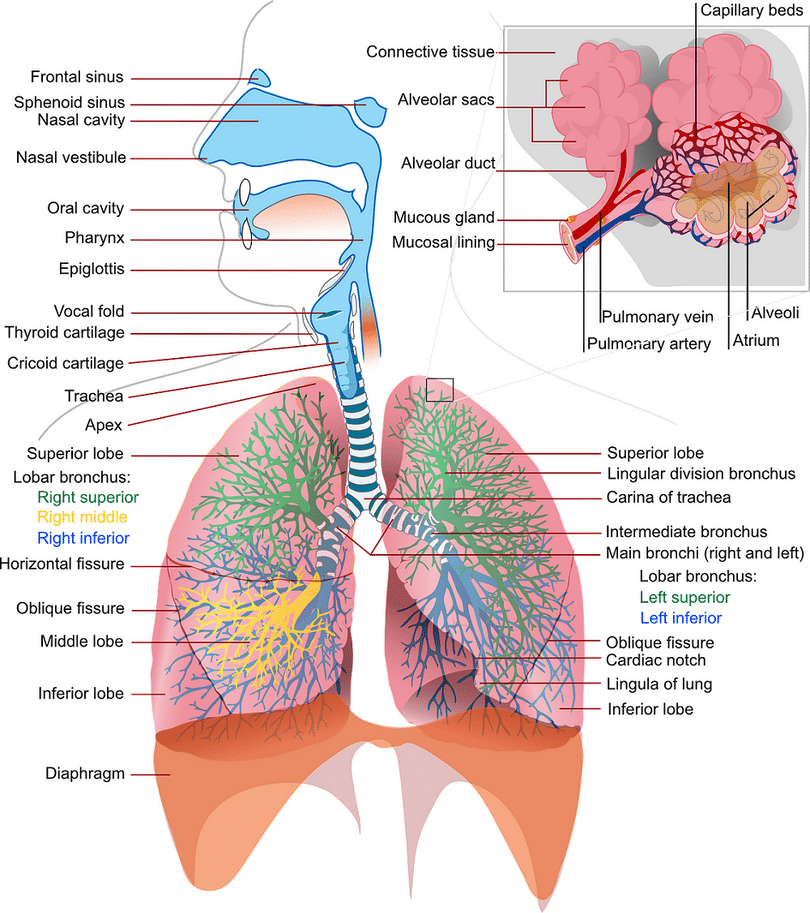 Human anatomy