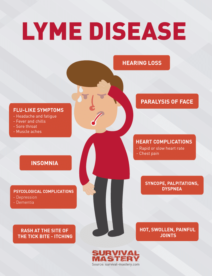 Lyme disease infographic