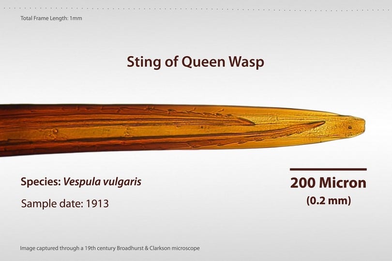 Sting_of_Queen_Wasp