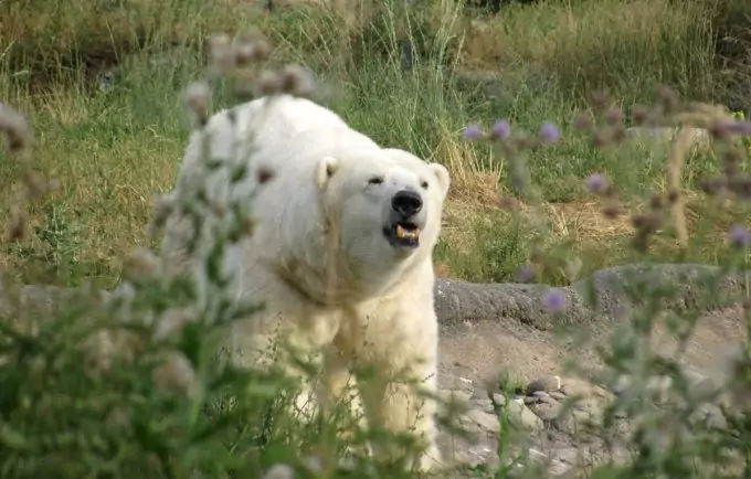 Bear Ready To Attack