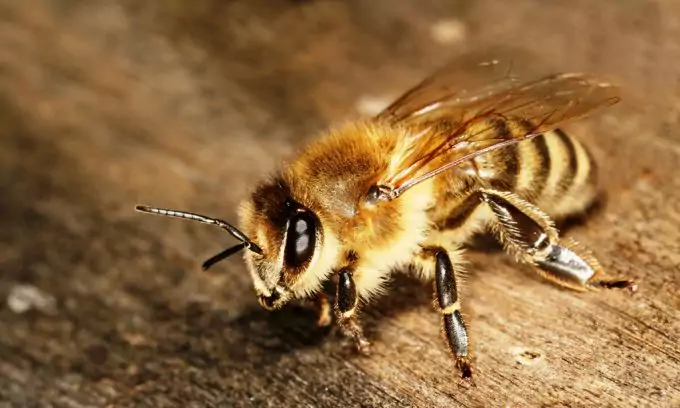 Bee